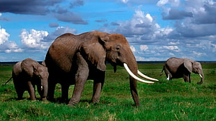 Elephant,  Tusks,  Walk,   grass